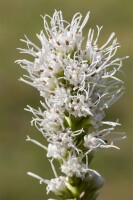 Liatris spicata Alba 9 cm Topf - Größe nach...