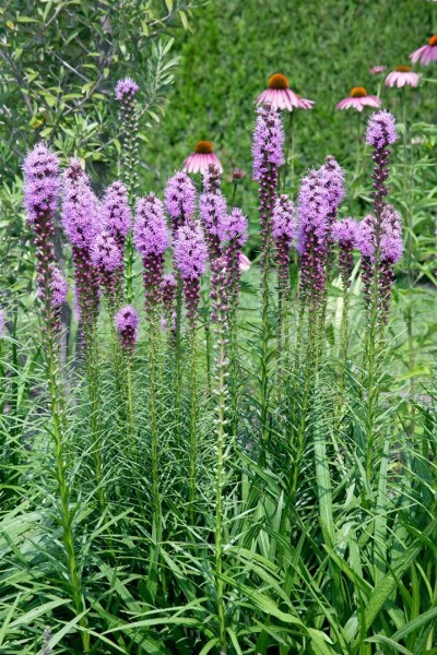 Liatris spicata Floristan Violett 9 cm Topf - Größe nach Saison