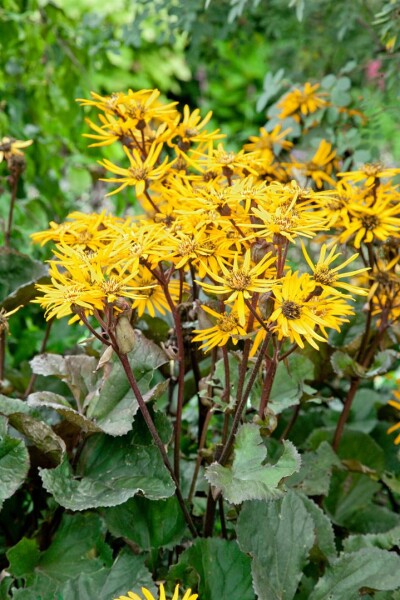 Ligularia dent.Britt-Marie Crawford  -R- 11 cm Topf - Größe nach Saison