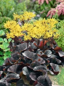 Ligularia dent.Britt-Marie Crawford  -R- 11 cm Topf - Größe nach Saison