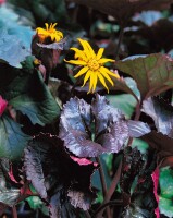 Ligularia dent.Britt-Marie Crawford  -R- 11 cm Topf - Größe nach Saison