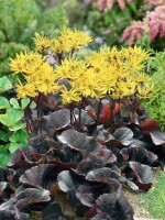 Ligularia dent.Britt-Marie Crawford  -R- 11 cm Topf - Größe nach Saison