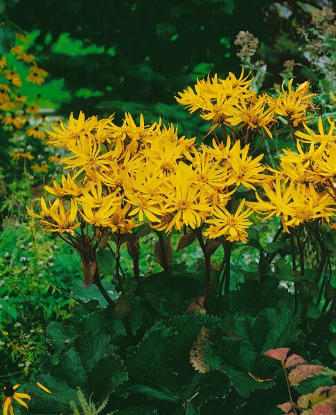 Ligularia dentata Othello 11 cm Topf - Größe nach Saison