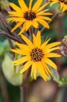 Ligularia dentata Othello 11 cm Topf - Größe nach Saison