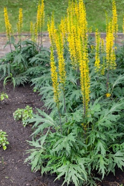 Ligularia przewalskii 11 cm Topf - Größe nach Saison