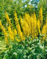 Ligularia przewalskii 11 cm Topf - Größe nach Saison