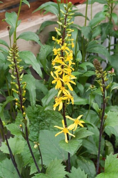 Ligularia stenocephala 11 cm Topf - Größe nach Saison