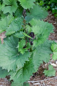 Ligularia stenocephala 11 cm Topf - Größe nach Saison