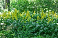 Ligularia stenocephala 11 cm Topf - Größe nach Saison