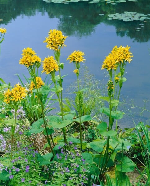 Ligularia x hessei 11 cm Topf - Größe nach Saison