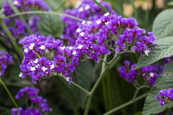 Limonium latifolium 9 cm Topf - Größe nach Saison