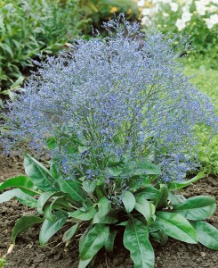 Limonium latifolium 9 cm Topf - Größe nach Saison