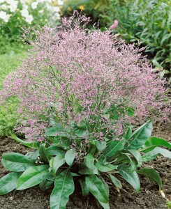 Limonium latifolium 9 cm Topf - Größe nach Saison