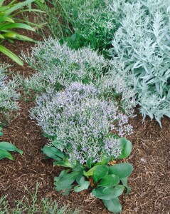 Limonium latifolium 9 cm Topf - Größe nach Saison