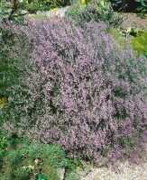 Limonium latifolium 9 cm Topf - Größe nach Saison