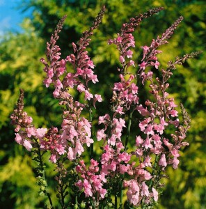 Linaria purpurea 9 cm Topf - Größe nach Saison