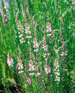 Linaria purpurea 9 cm Topf - Größe nach Saison