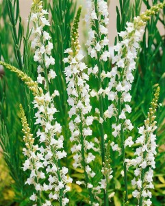 Linaria purpurea 9 cm Topf - Größe nach Saison