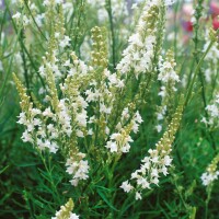 Linaria purpurea 9 cm Topf - Größe nach Saison