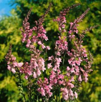 Linaria purpurea 9 cm Topf - Größe nach Saison