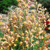 Linaria purpurea 9 cm Topf - Größe nach Saison