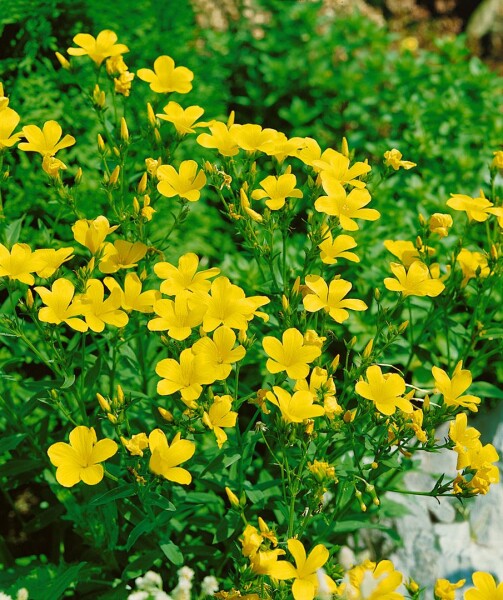 Linum flavum Compactum,gen. 9 cm Topf - Größe nach Saison