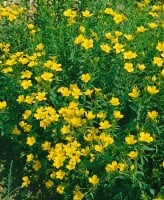 Linum flavum Compactum,gen. 9 cm Topf - Größe nach Saison