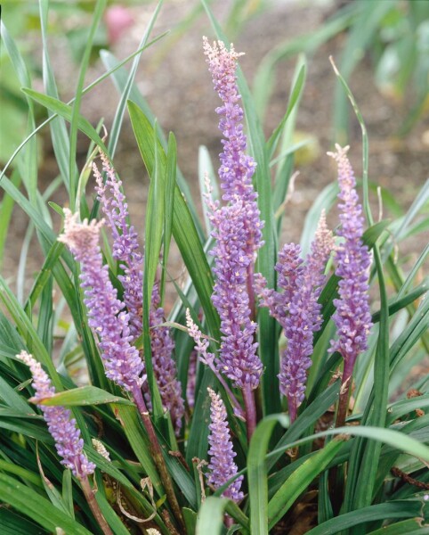 Liriope muscari Big Blue 11 cm Topf - Größe nach Saison