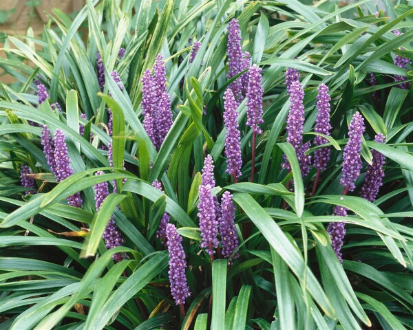 Liriope muscari Ingwersen 9 cm Topf - Größe nach Saison