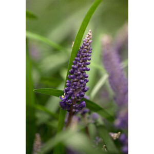 Liriope muscari Royal Purple 9 cm Topf - Größe...