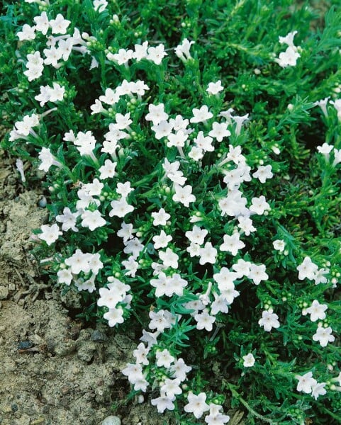 Lithodora diffusa Alba 9 cm Topf - Größe nach Saison