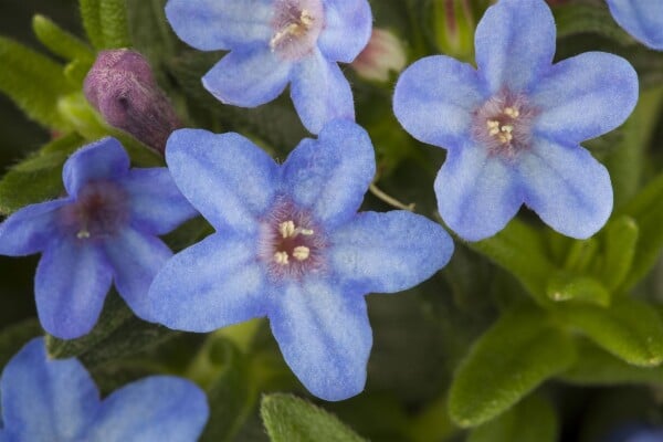 Lithodora diffusa Heavenly Blue 9 cm Topf - Größe nach Saison