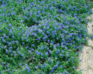 Lithodora diffusa Heavenly Blue 9 cm Topf - Größe nach Saison