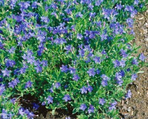 Lithodora diffusa Heavenly Blue 9 cm Topf - Größe nach Saison