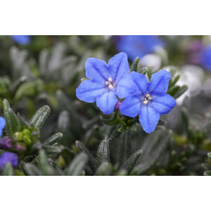 Lithodora diffusa Heavenly Blue 9 cm Topf -...