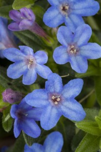 Lithodora diffusa Heavenly Blue 9 cm Topf - Größe nach Saison