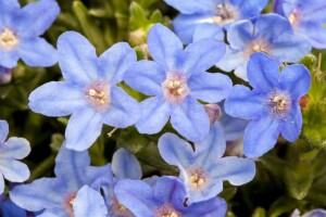 Lithodora diffusa Heavenly Blue 9 cm Topf - Größe nach Saison