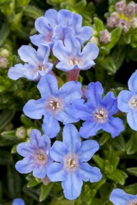 Lithodora diffusa Heavenly Blue 9 cm Topf - Größe nach Saison