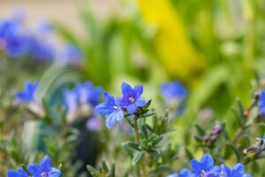 Lithodora diffusa Heavenly Blue 9 cm Topf - Größe nach Saison