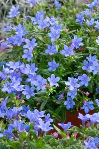 Lithodora diffusa Heavenly Blue 9 cm Topf - Größe nach Saison