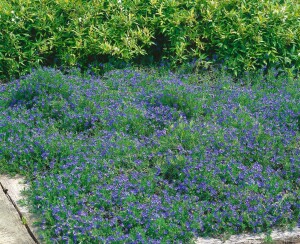 Lithodora diffusa Heavenly Blue 9 cm Topf - Größe nach Saison