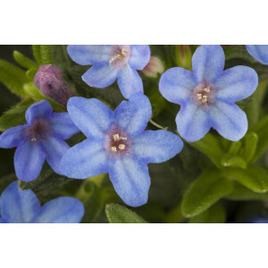Lithodora diffusa Heavenly Blue P 0,5