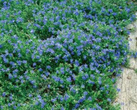 Lithodora diffusa Heavenly Blue 9 cm Topf - Größe nach Saison