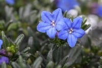 Lithodora diffusa Heavenly Blue 9 cm Topf - Größe nach Saison