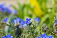 Lithodora diffusa Heavenly Blue 9 cm Topf - Größe nach Saison