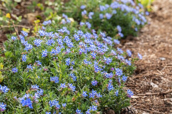 Lithodora diffusa Star  -R- 9 cm Topf - Größe nach Saison