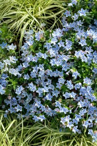 Lithodora diffusa Star  -R- 9 cm Topf - Größe nach Saison