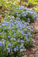 Lithodora diffusa Star  -R- 9 cm Topf - Größe nach Saison