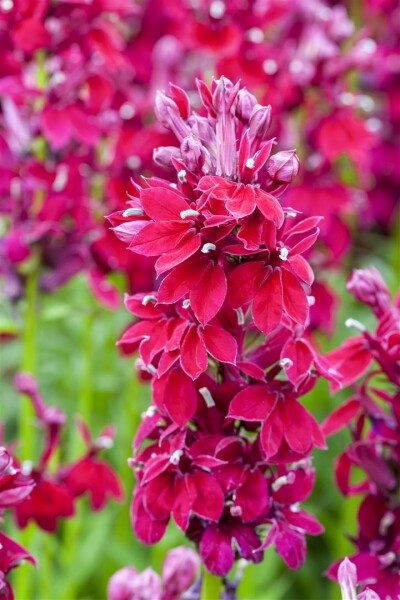 Lobelia x speciosa Fan Burgundy 9 cm Topf - Größe nach Saison