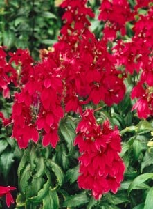 Lobelia x speciosa Fan Burgundy 9 cm Topf - Größe nach Saison